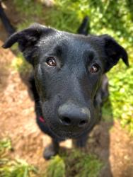 Lost Female Dog last seen CR 9503 & CR 5004, Butler, MO 64730