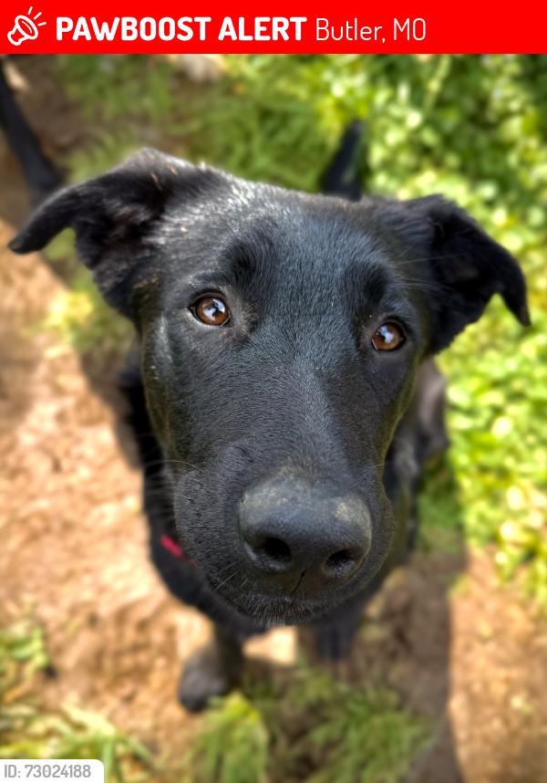 Lost Female Dog last seen CR 9503 & CR 5004, Butler, MO 64730