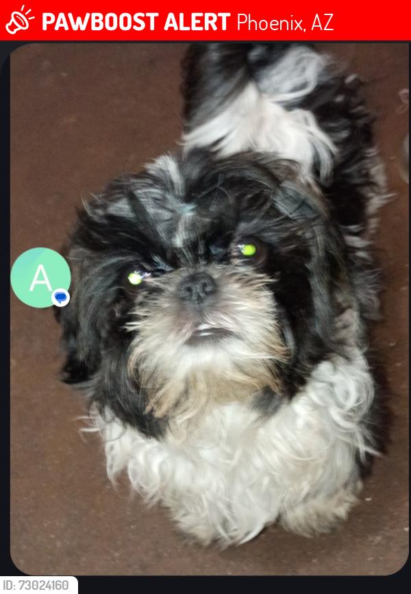Lost Male Dog last seen Near av and broadway , Phoenix, AZ 85041