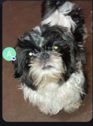 Lost Male Dog last seen Near av and broadway , Phoenix, AZ 85041