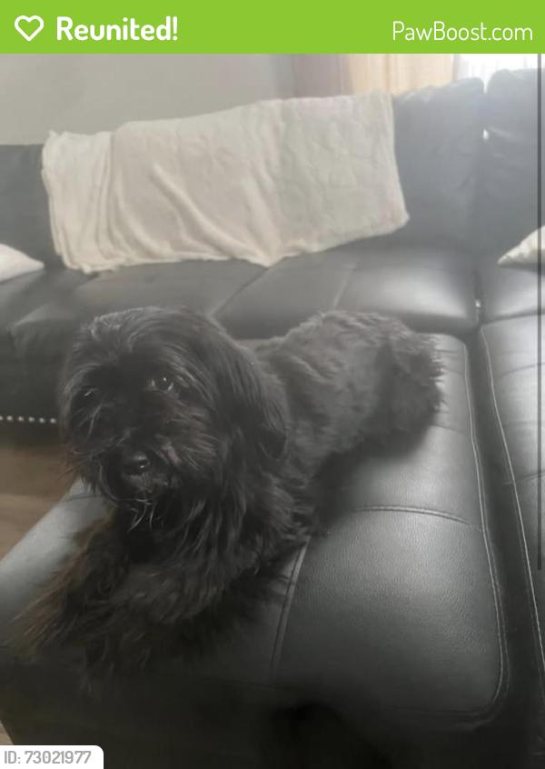 Reunited Female Dog last seen Hoyts Hill, Bethel, CT 06801, USA, Bethel, CT 06801