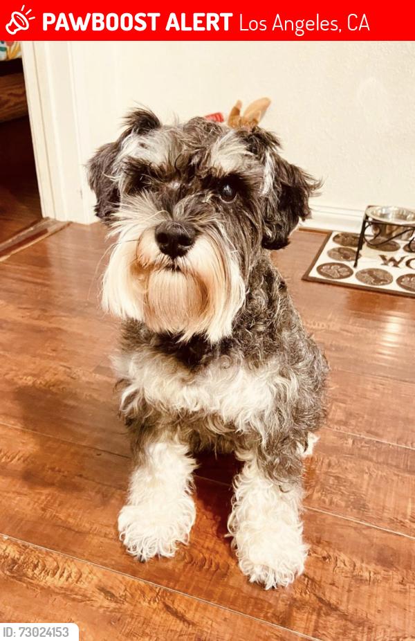 Lost Male Dog last seen Near Lucile Ave, Los Angeles, CA 90026, Los Angeles, CA 90026