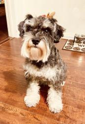 Lost Male Dog last seen Near Lucile Ave, Los Angeles, CA 90026, Los Angeles, CA 90026