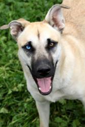 Reunited Female Dog last seen White star ln , Valley Center, CA 92082