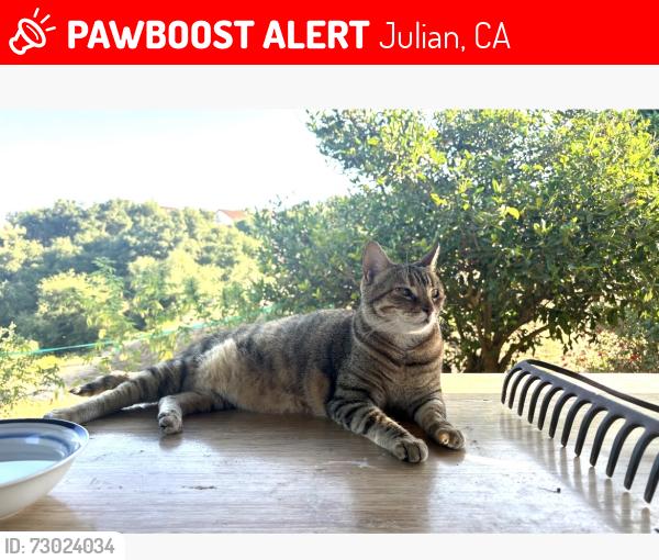 Lost Female Cat last seen Lake Cuyamaca, Julian, CA 92036