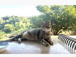 Lost Female Cat last seen Lake Cuyamaca, Julian, CA 92036