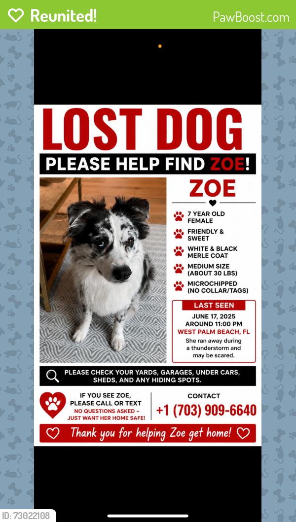 Reunited Female Dog last seen Near Miramar way west Palm beach , West Palm Beach, FL 33405