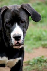 Reunited Male Dog last seen White star ln , Valley Center, CA 92082