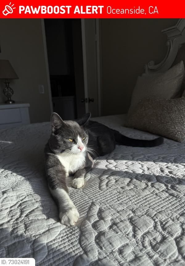 Lost Male Cat last seen frazee rd, Oceanside, CA 92057