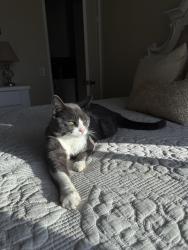Lost Male Cat last seen frazee rd, Oceanside, CA 92057