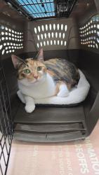 Lost Female Cat last seen Calla Ave & Seacoast Dr, Imperial Beach, CA 91932