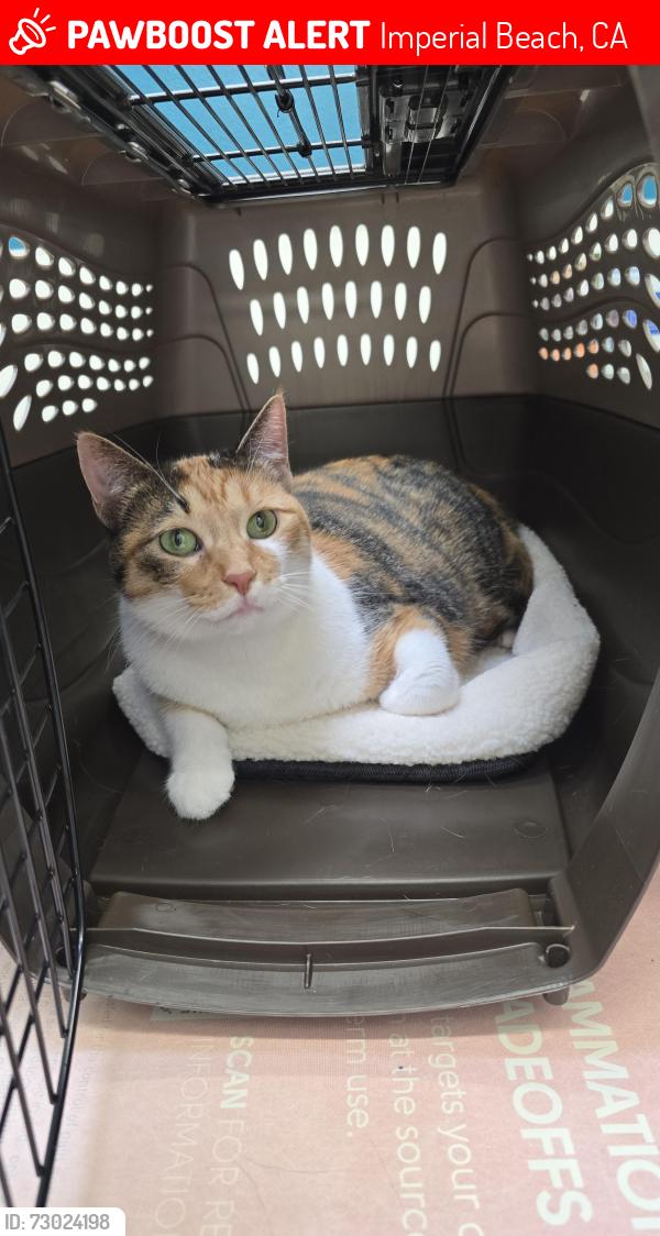 Lost Female Cat last seen Calla Ave & Seacoast Dr, Imperial Beach, CA 91932