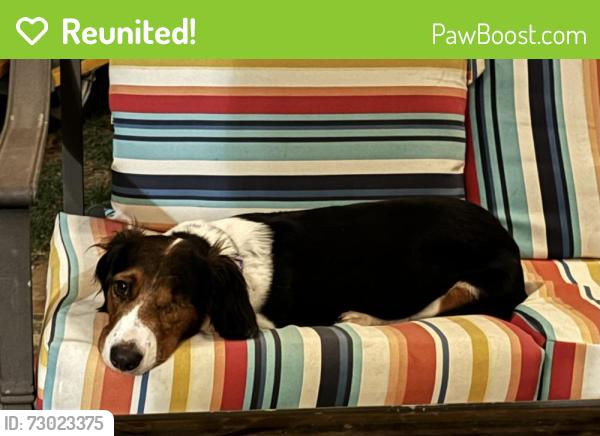 Reunited Female Dog last seen 95th Street and Lamar, Overland Park, KS 66212
