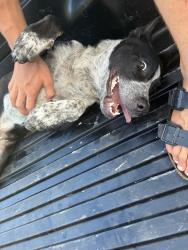 Found/Stray Male Dog last seen Tanny and straley in westworth, Westworth Village, TX 76114
