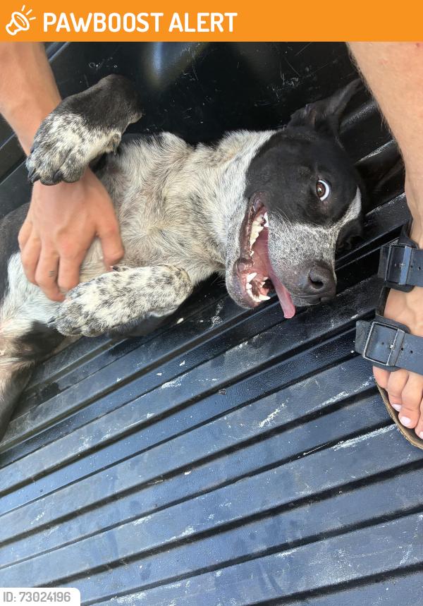 Found/Stray Male Dog last seen Tanny and straley in westworth, Westworth Village, TX 76114