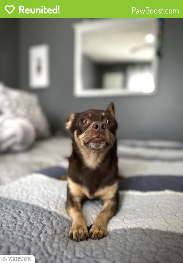 Reunited Female Dog last seen Knollwood drive/Flat Rock Rd, Henry County, GA 30281
