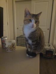 Lost Female Cat last seen McDonald's , Fort Worth, TX 76247