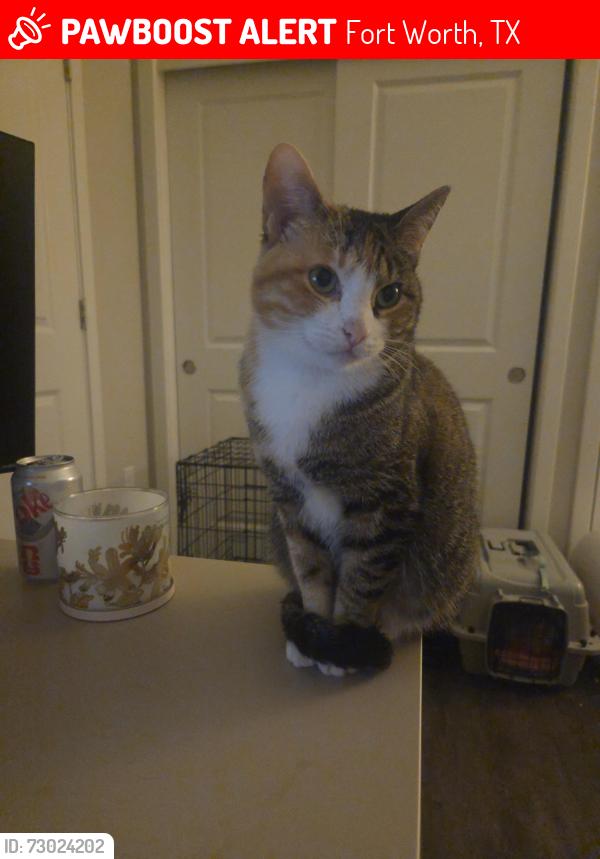Lost Female Cat last seen McDonald's , Fort Worth, TX 76247