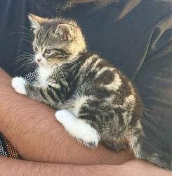 Lost Female Cat last seen Walstead rd WS5, West Midlands, England WS5