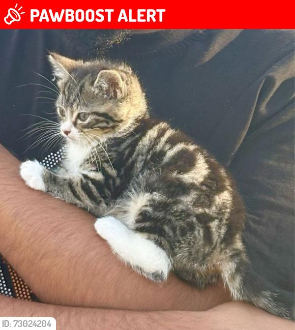 Lost Female Cat last seen Walstead rd WS5, West Midlands, England WS5