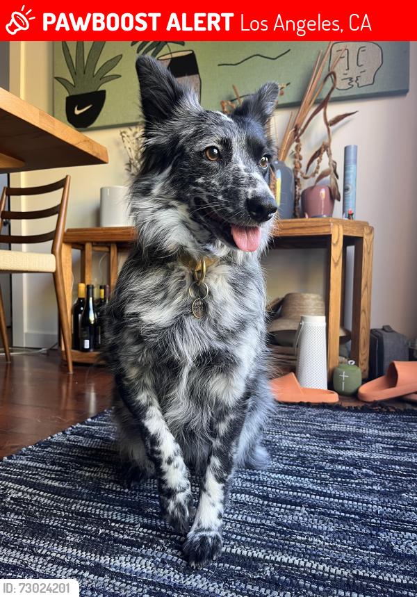 Lost Female Dog last seen Near Future St. , Los Angeles, CA 90065