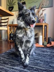 Lost Female Dog last seen Near Future St. , Los Angeles, CA 90065