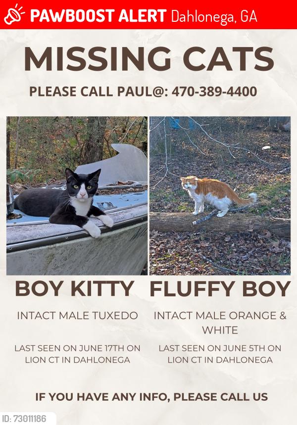 Lost Male Cat last seen Lion Ct. Dahonega, GA, Dahlonega, GA 30533