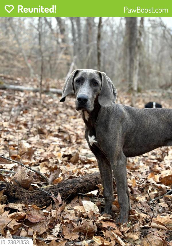Reunited Male Dog last seen Carter mill road Marshall, va, The Plains, VA 20198