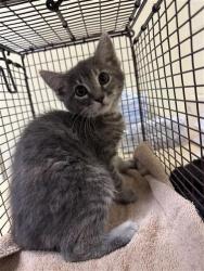 Shelter Stray Female Cat last seen WINDSONG ST & RIVER SWAN LN, 2127 Front St, Sacramento, CA 95818, USA