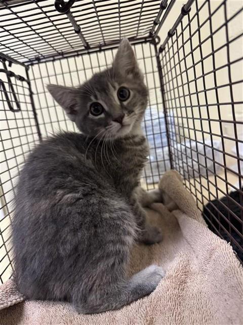 Shelter Stray Female Cat last seen WINDSONG ST & RIVER SWAN LN, 2127 Front St, Sacramento, CA 95818, USA
