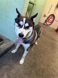 Shelter Stray Male Dog last seen GREENHAVEN DR & POCKET RD, 2127 Front St, Sacramento, CA 95818, USA