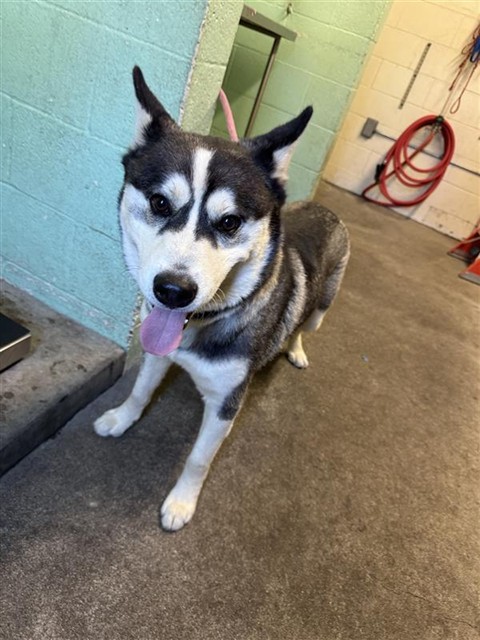 Shelter Stray Male Dog last seen GREENHAVEN DR & POCKET RD, 2127 Front St, Sacramento, CA 95818, USA