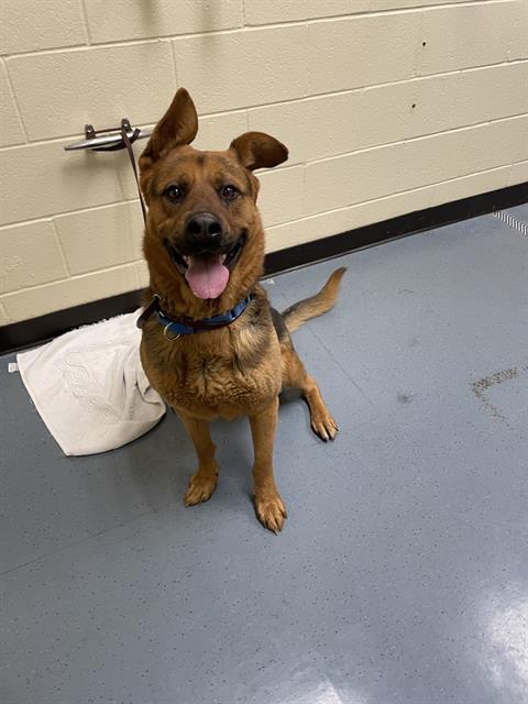 Shelter Stray Male Dog last seen Near BLOCK S ZUNI ST DENVER CO 80219, 1241 W Bayaud Ave, Denver, CO 80223, USA