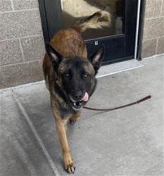 Shelter Stray Male Dog last seen Near BLOCK E HAMILTON PL, AURORA, CO 80013, 1241 W Bayaud Ave, Denver, CO 80223, USA