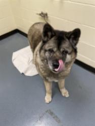 Shelter Stray Female Dog last seen Near BLOCK S ELIOT ST ENGLEWOOD CO 80110, 1241 W Bayaud Ave, Denver, CO 80223, USA