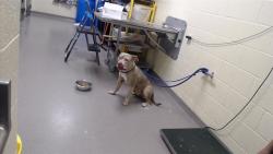 Shelter Stray Female Dog last seen Near BLOCK N DOWNING ST, DENVER CO 80218, 1241 W Bayaud Ave, Denver, CO 80223, USA