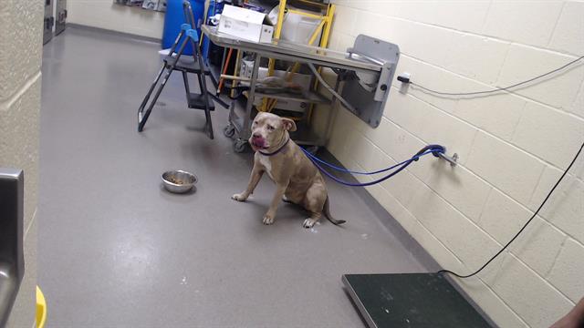 Shelter Stray Female Dog last seen Near BLOCK N DOWNING ST, DENVER CO 80218, 1241 W Bayaud Ave, Denver, CO 80223, USA