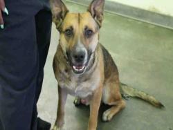 Shelter Stray Male Dog last seen , 1850 W 60th St, Los Angeles, CA 90047, USA