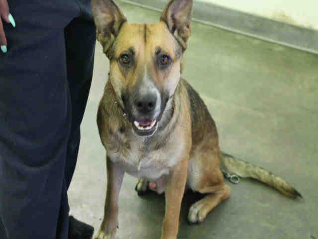 Shelter Stray Male Dog last seen , 1850 W 60th St, Los Angeles, CA 90047, USA