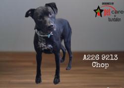 Shelter Stray Male Dog last seen , 1850 W 60th St, Los Angeles, CA 90047, USA