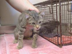 Shelter Stray Male Cat last seen CHURCH ST/OLIVE ST, 95632, 3839 Bradshaw Rd, Sacramento, CA 95827, USA