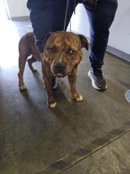Shelter Stray Male Dog last seen , 1850 W 60th St, Los Angeles, CA 90047, USA