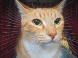Shelter Stray Female Cat last seen , 1850 W 60th St, Los Angeles, CA 90047, USA
