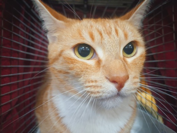 Shelter Stray Female Cat last seen , 1850 W 60th St, Los Angeles, CA 90047, USA