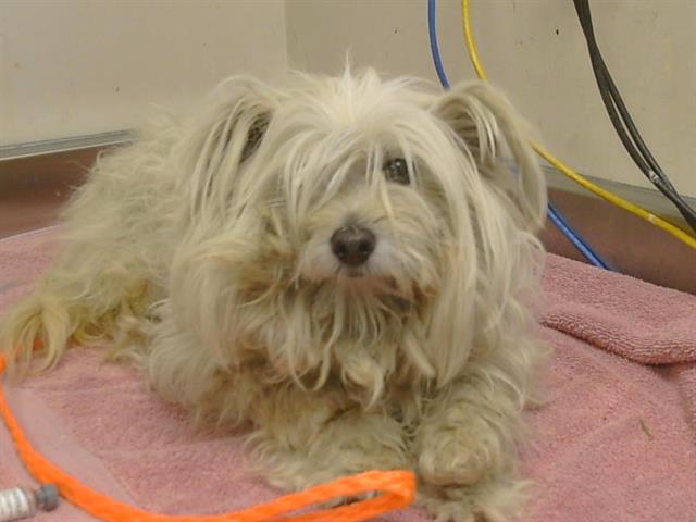 Shelter Stray Female Dog last seen ELCAMINO AVE/ETHAN WAY, 95821, 3839 Bradshaw Rd, Sacramento, CA 95827, USA