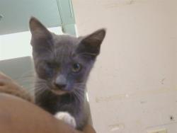Shelter Stray Male Cat last seen SLOUGHHOUSE RD/JACKSON RD, 95624, 3839 Bradshaw Rd, Sacramento, CA 95827, USA