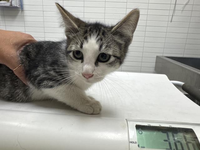 Shelter Stray Male Cat last seen , 1850 W 60th St, Los Angeles, CA 90047, USA