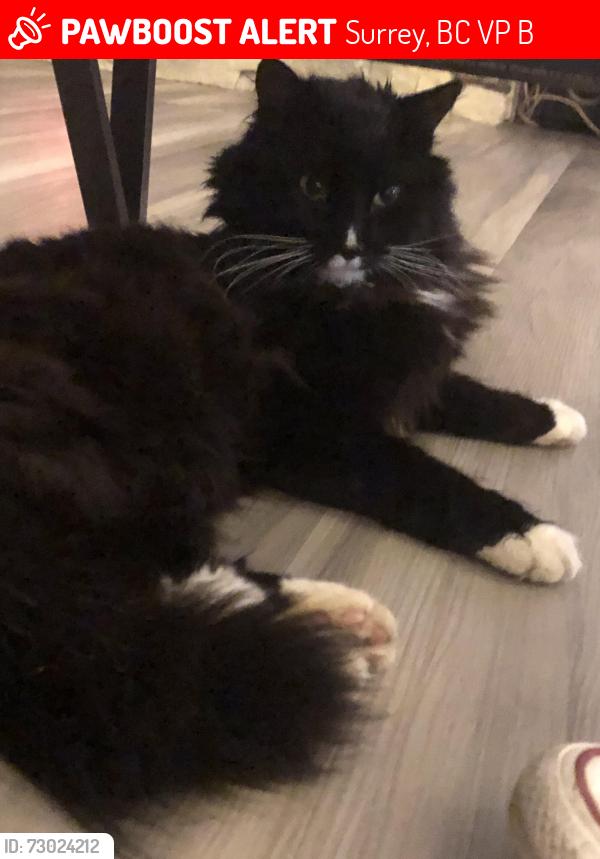 Lost Male Cat last seen Near street, Surrey, BC V4P 2B2