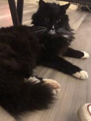 Lost Male Cat last seen Near street, Surrey, BC V4P 2B2