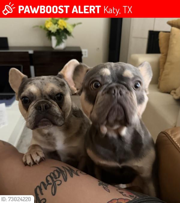 Lost Male Dog last seen Near apple white dr , Katy, TX 77450